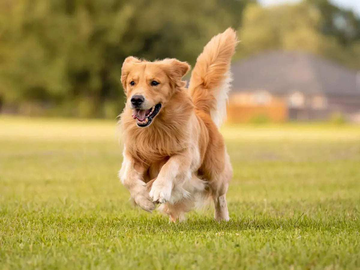 Dog Food & Treats