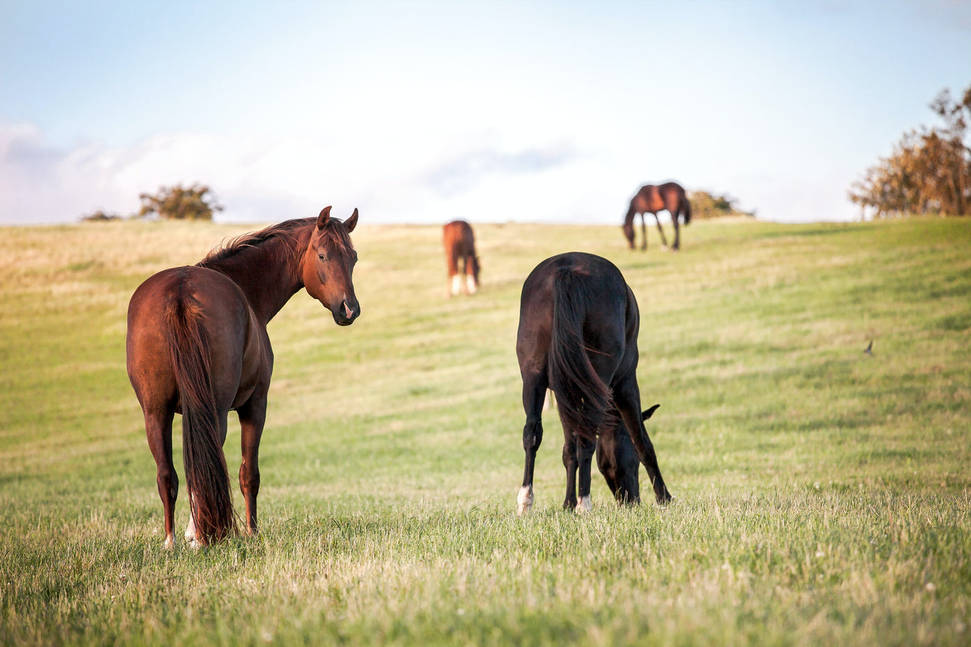 Horse Wormers