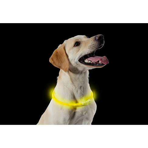 Ancol Light Up USB Rechargeable Flashing Dog Collar  - One Size - 8"-27" (20cm-70cm)