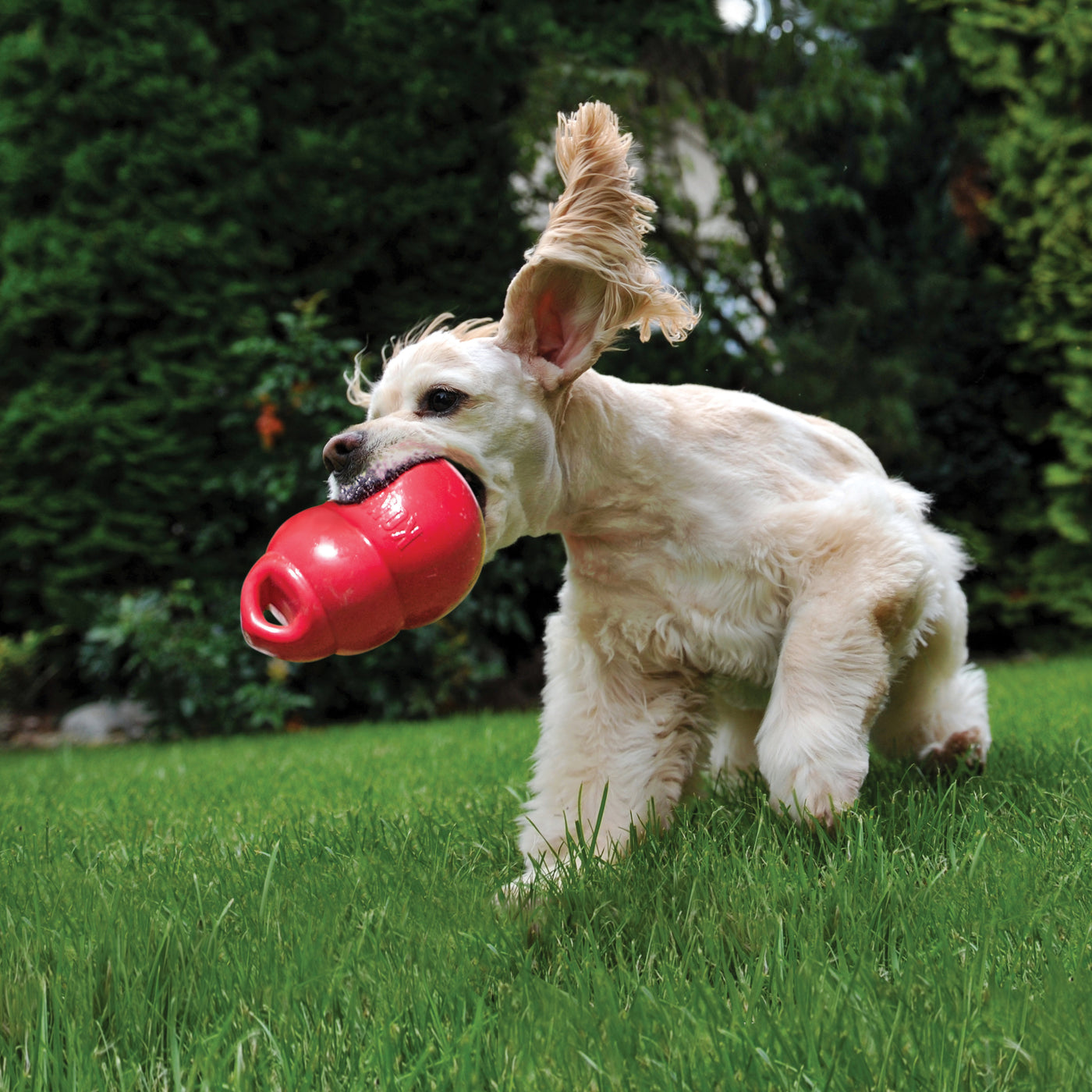 Kong Bounzer - Medium