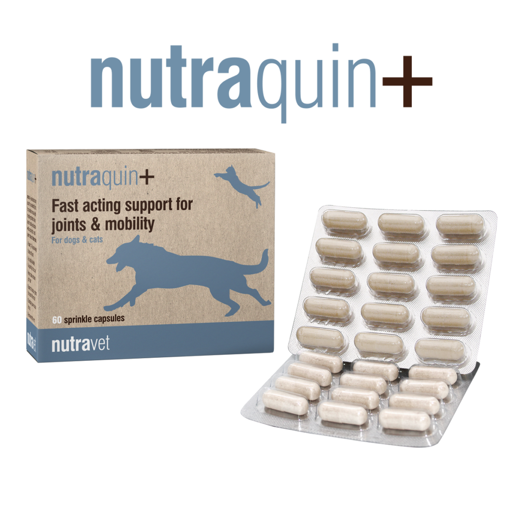 Nutraquin plus sale for dogs